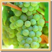 Aligote thumb WINE 101 OTHER GREAT WHITE GRAPES
