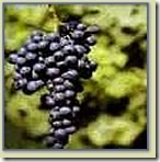 Dolcetto thumb Wine 101 Other Great Red Grapes