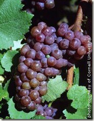 Gewurztraminerwinegrapes thumb WINE 101 OTHER GREAT WHITE GRAPES