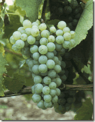 colombard thumb WINE 101 OTHER GREAT WHITE GRAPES