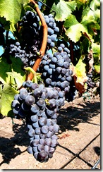 grenachelg thumb Wine 101 Other Great Red Grapes