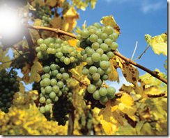 grunerv thumb WINE 101 OTHER GREAT WHITE GRAPES
