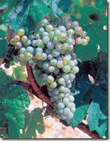 marsanne thumb WINE 101 OTHER GREAT WHITE GRAPES