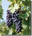 merlot thumb Wine 101 The Big Red Grapes