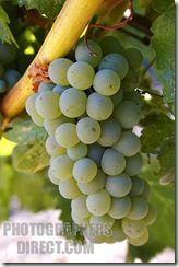 pd1507584 thumb WINE 101 OTHER GREAT WHITE GRAPES