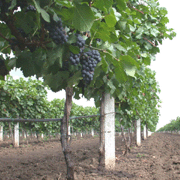 vineyards c180px thumb WINE VINEYARDS